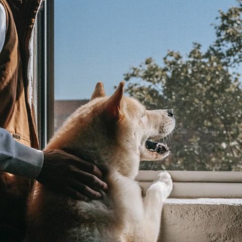 perro significado ver por la ventana