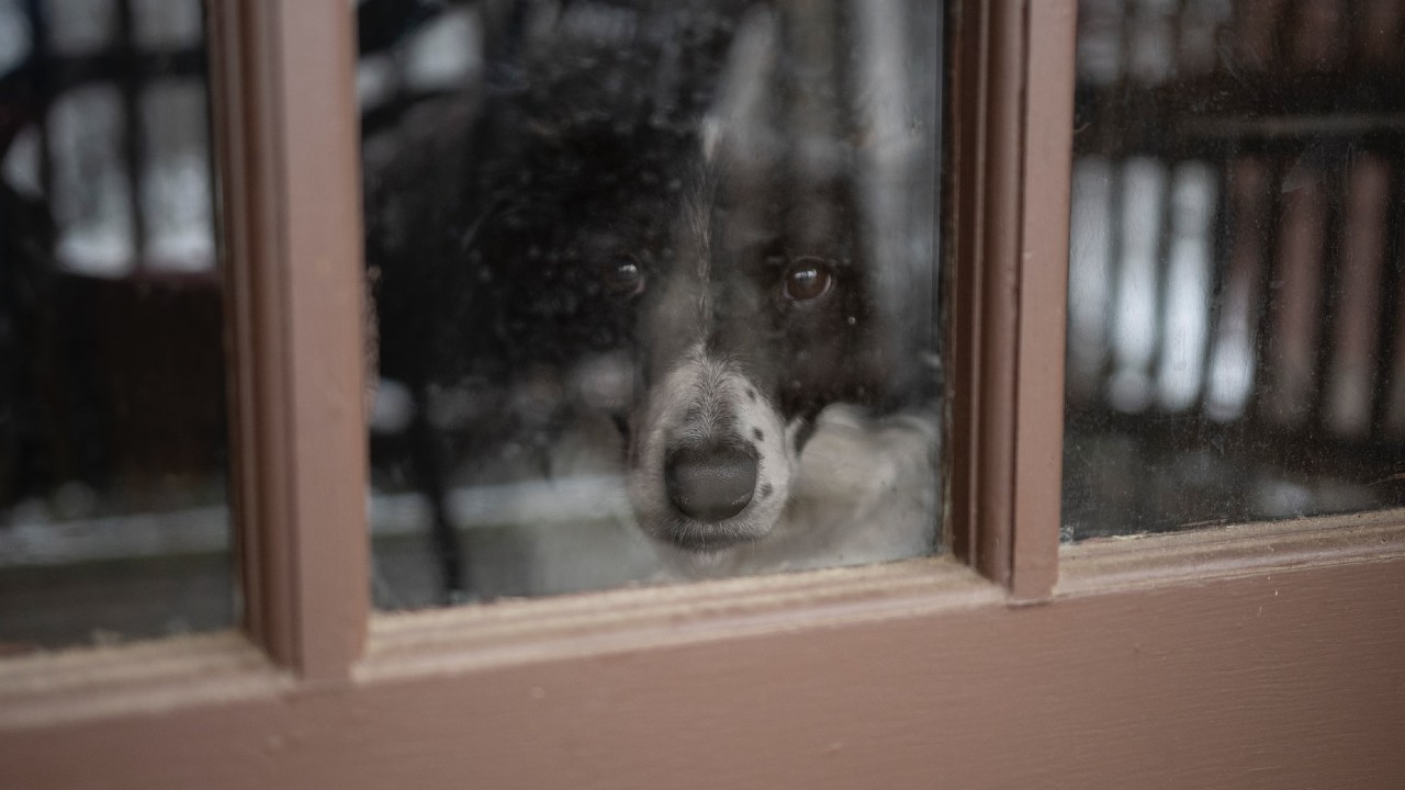 por qué los canes ven por la ventana a través de camas para perros
