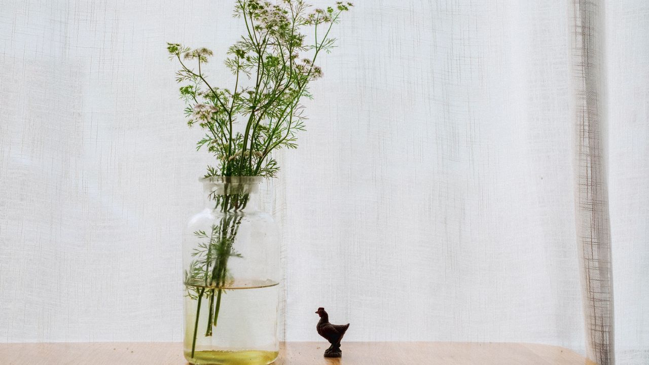 Plantas para cultivar en agua