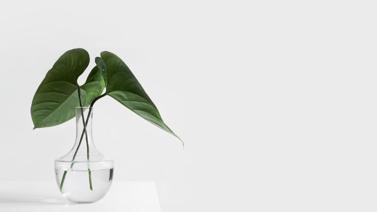 Plantas para interiores acuáticas para decorar tu hogar 