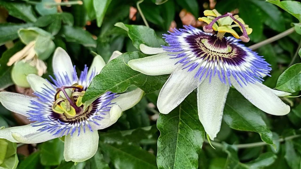 plantas que son enredaderas recomendaicones