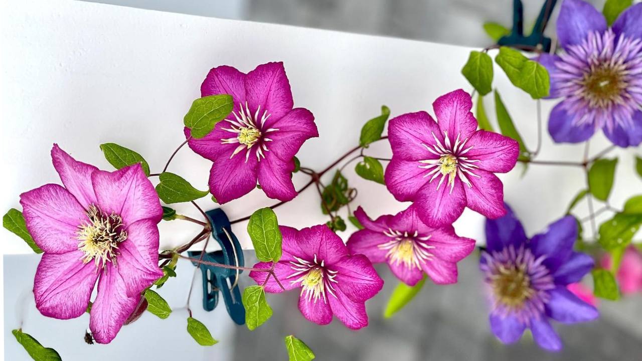 plantas de sol que son enredaderas