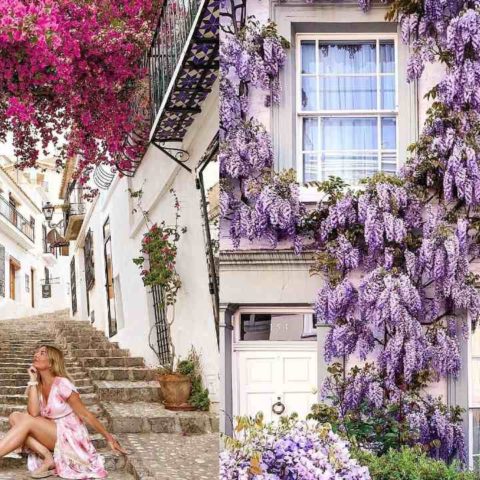 tipos de plantas enredaderas para tu hogar