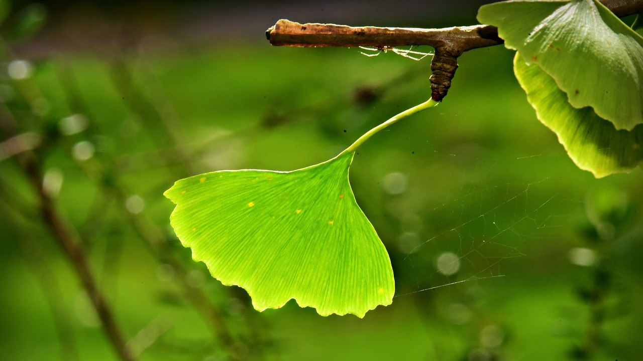 macetas para ginkgo biloba