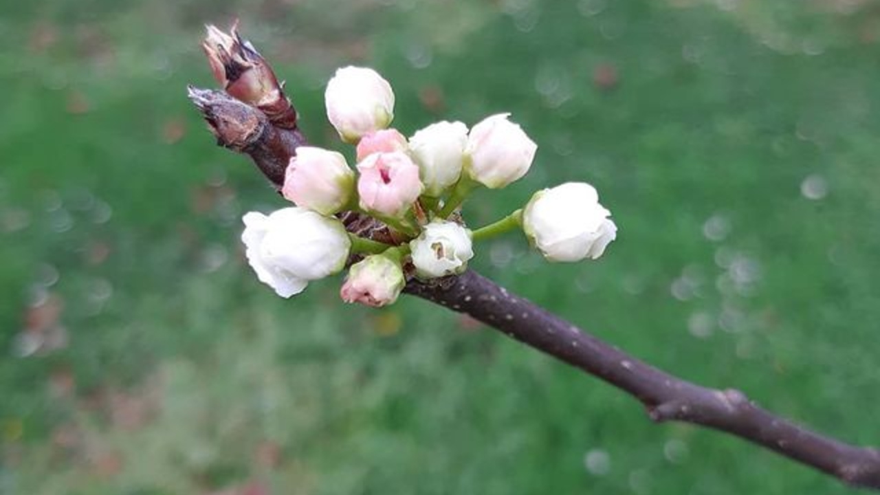 plantas de sol que huelen mal