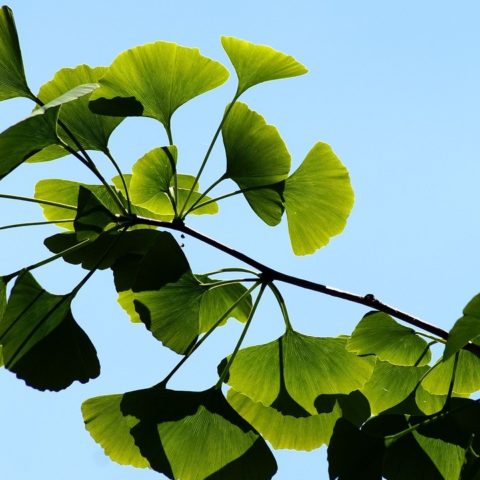 tipos de plantas hermosas pero con muy mal olor