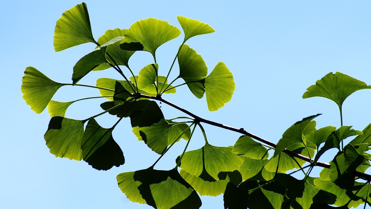tipos de plantas hermosas pero con muy mal olor