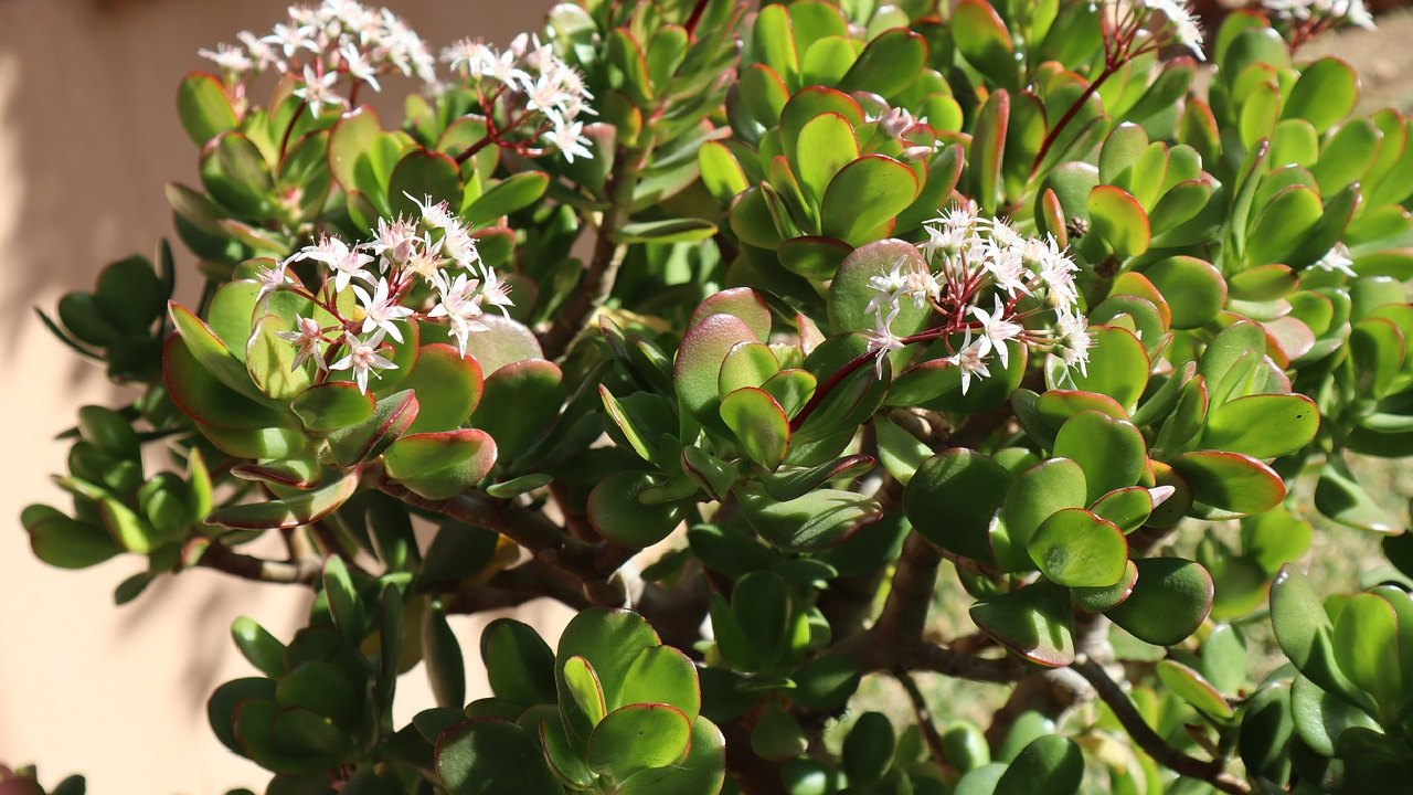 plantas de interior para reavivar amor
