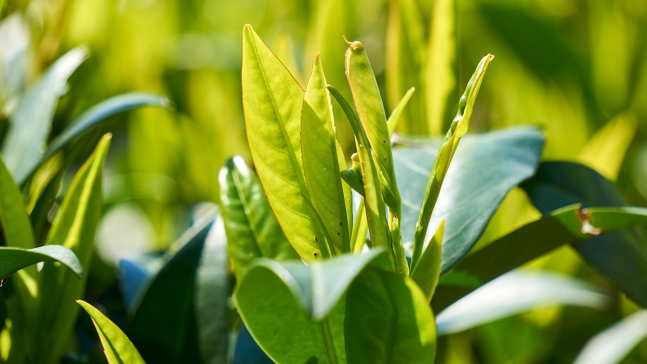 laurel para reavivar amor de pareja