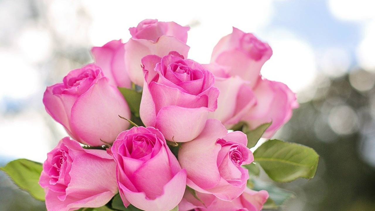 tipos de plantas para reavivar amor