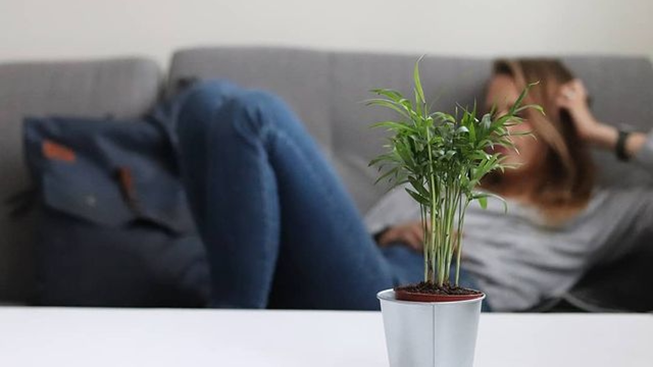 plantas que puedes tener en entrada de tu casa