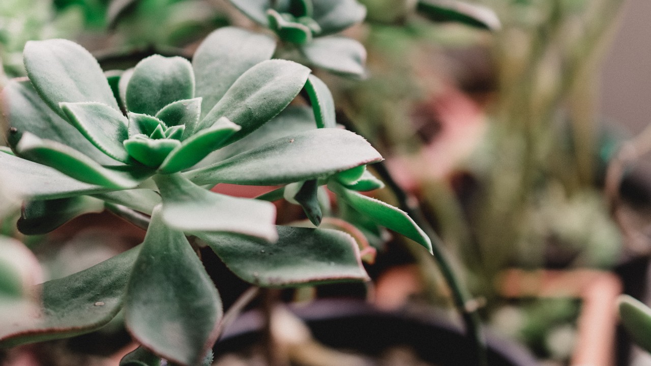 donde colocar plantas suculentas