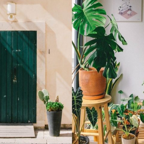 tipos de plantas para decorar entrada de casa