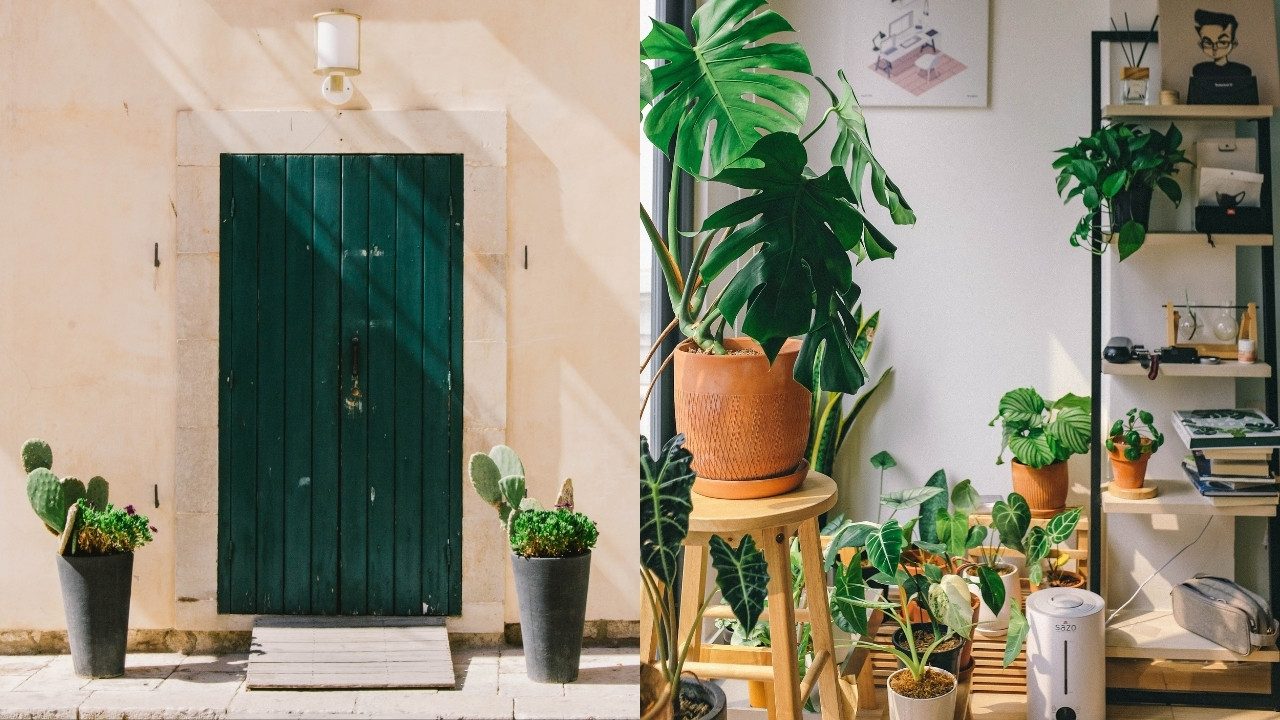 tipos de plantas para decorar entrada de casa