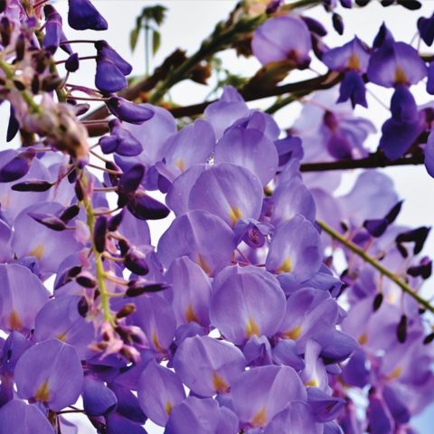 tipos de plantas trepadoras con flores moradas