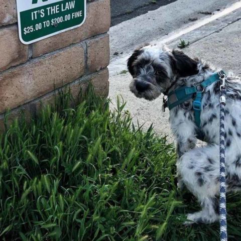cómo evitar que los perros defequen en tu jardín
