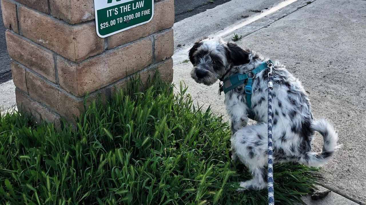 cómo evitar que los perros defequen en tu jardín