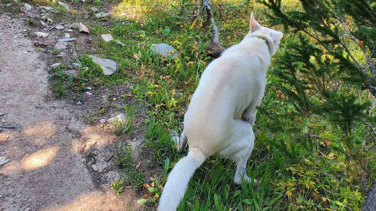 cómo hacer para que un perro no se haga popó en tu puerta