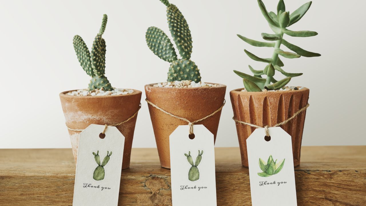 El barro ayuda a las plantas de interior con el exceso de agua