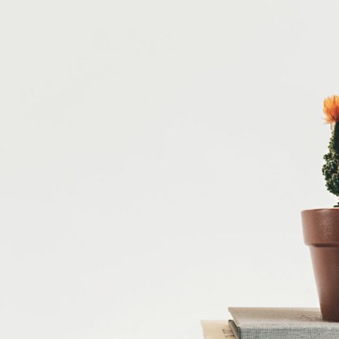 desventajas de las macetas de barro para las plantas de tu casa