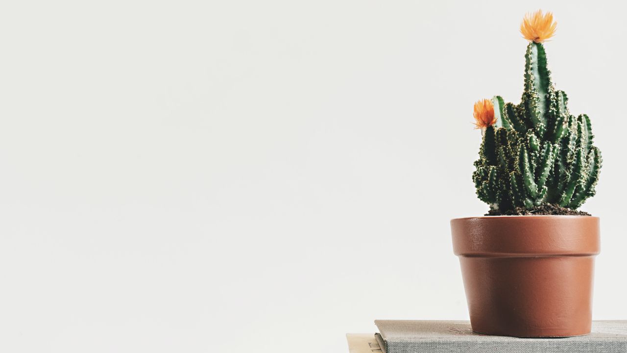 desventajas de las macetas de barro para las plantas de tu casa