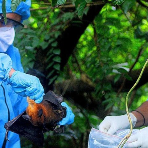 qué es el virus nipah