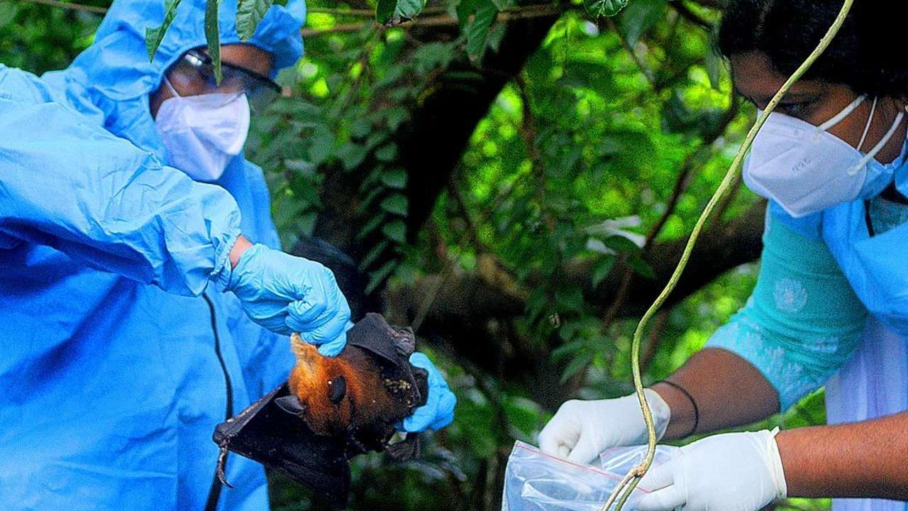 qué es el virus nipah