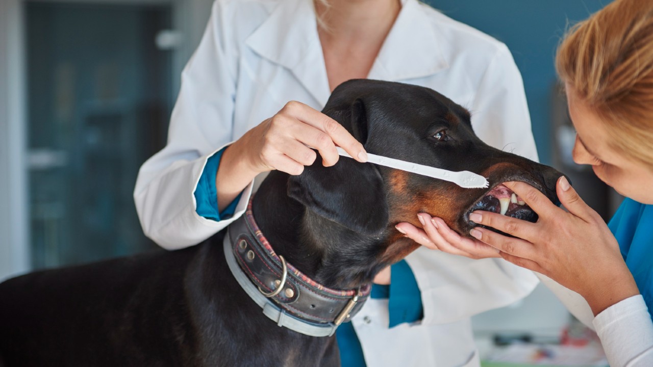 cómo cuidar los dientes de tus mascotas caninas