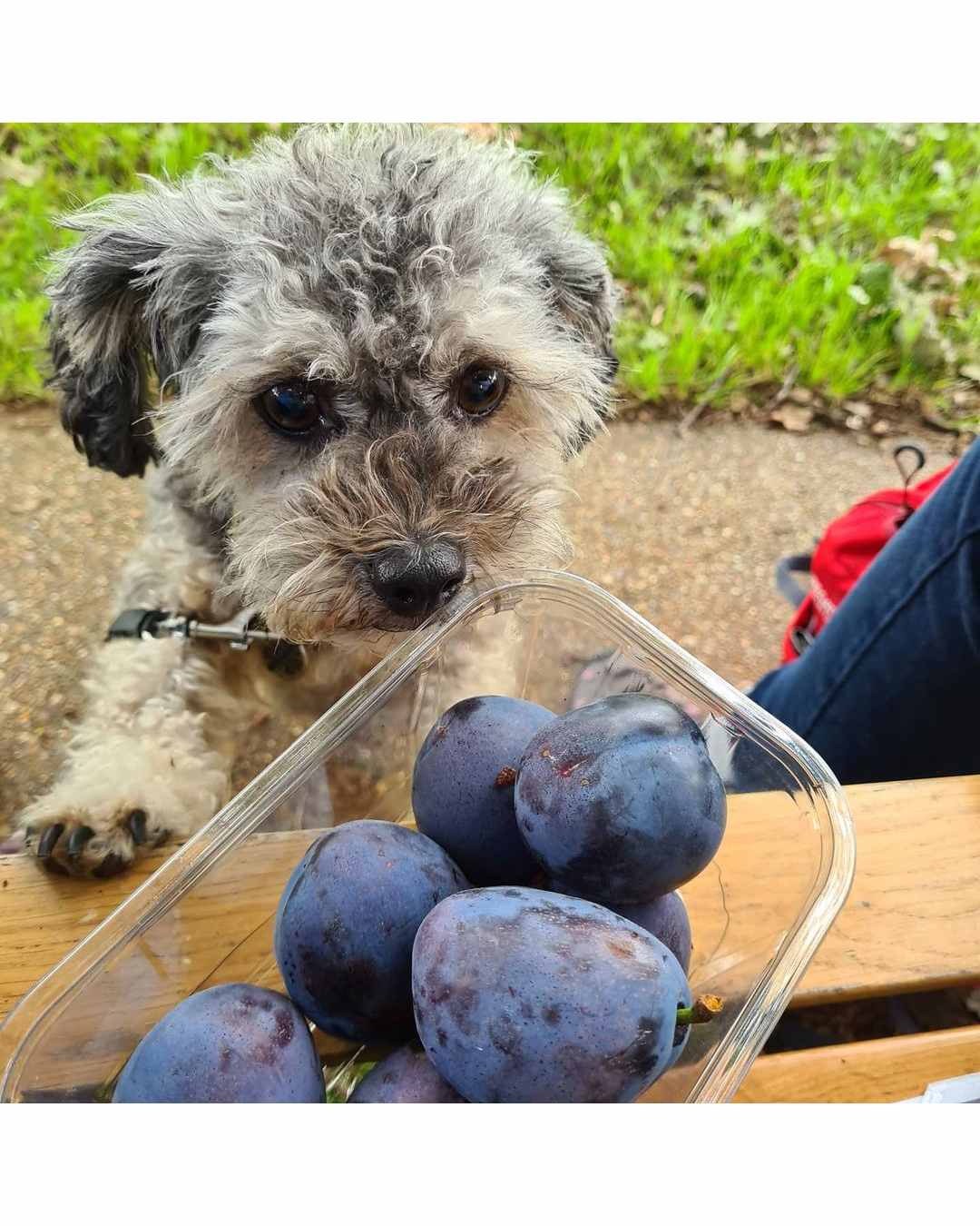 mascotas deben comer frutas lista