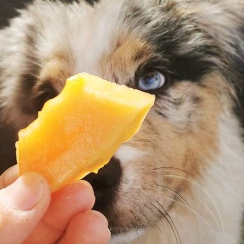que frutas puede comer tu perro salud