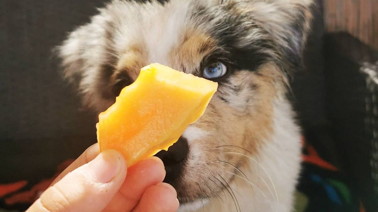 que frutas puede comer tu perro salud
