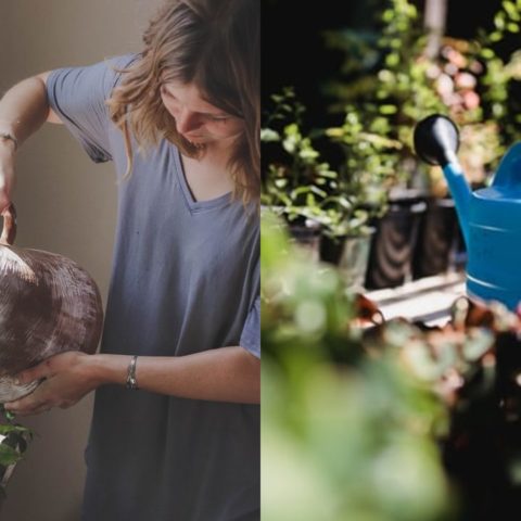 Reglas para regar tus plantas