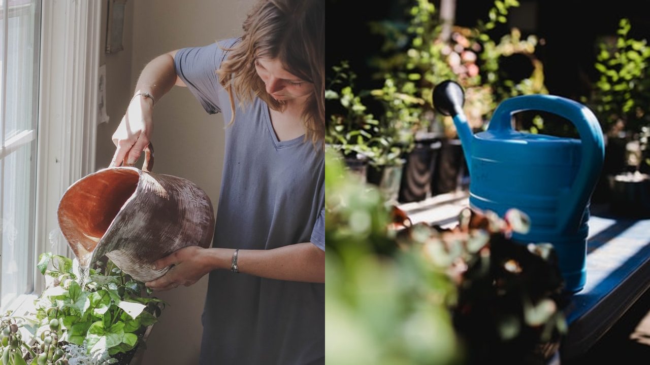 Reglas para regar tus plantas