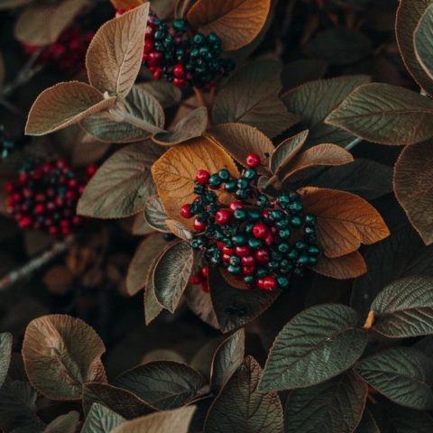 plantas frutas y verduras para el otoño
