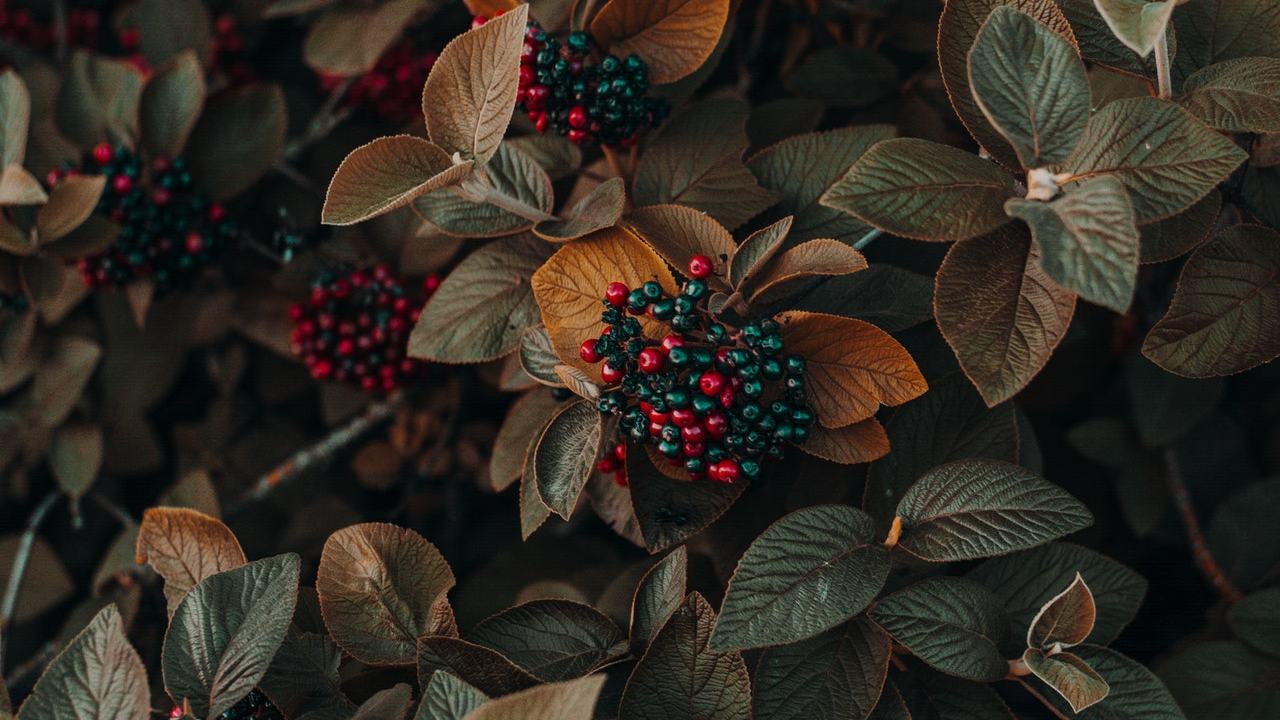 plantas frutas y verduras para el otoño