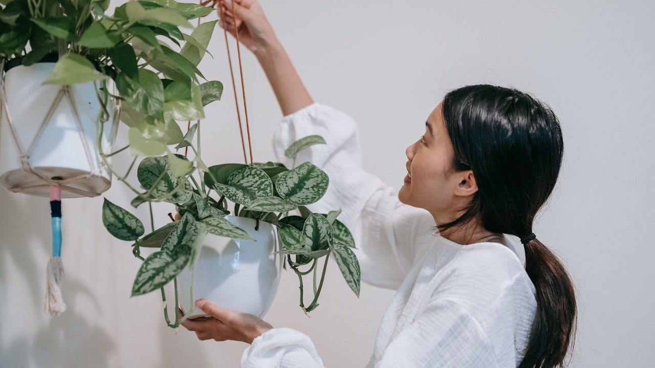 revivir una planta con exceso de agua