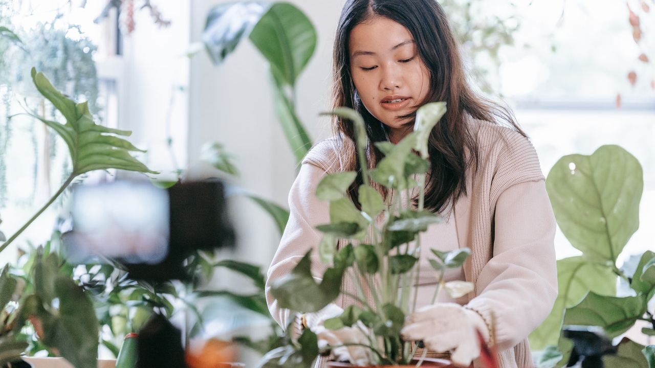 planta con exceso de agua cómo arreglarla