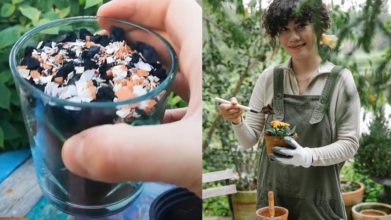 abono de carbón con huevo para las fertilizar las plantas