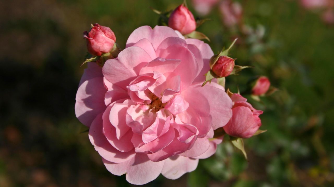 Usos del agua mineral para las plantas