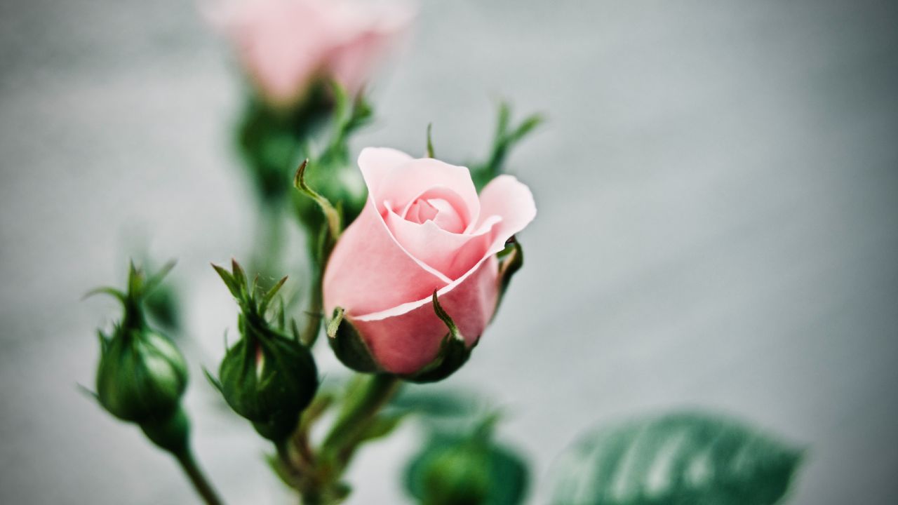 Usar agua mineral para regar los rosales