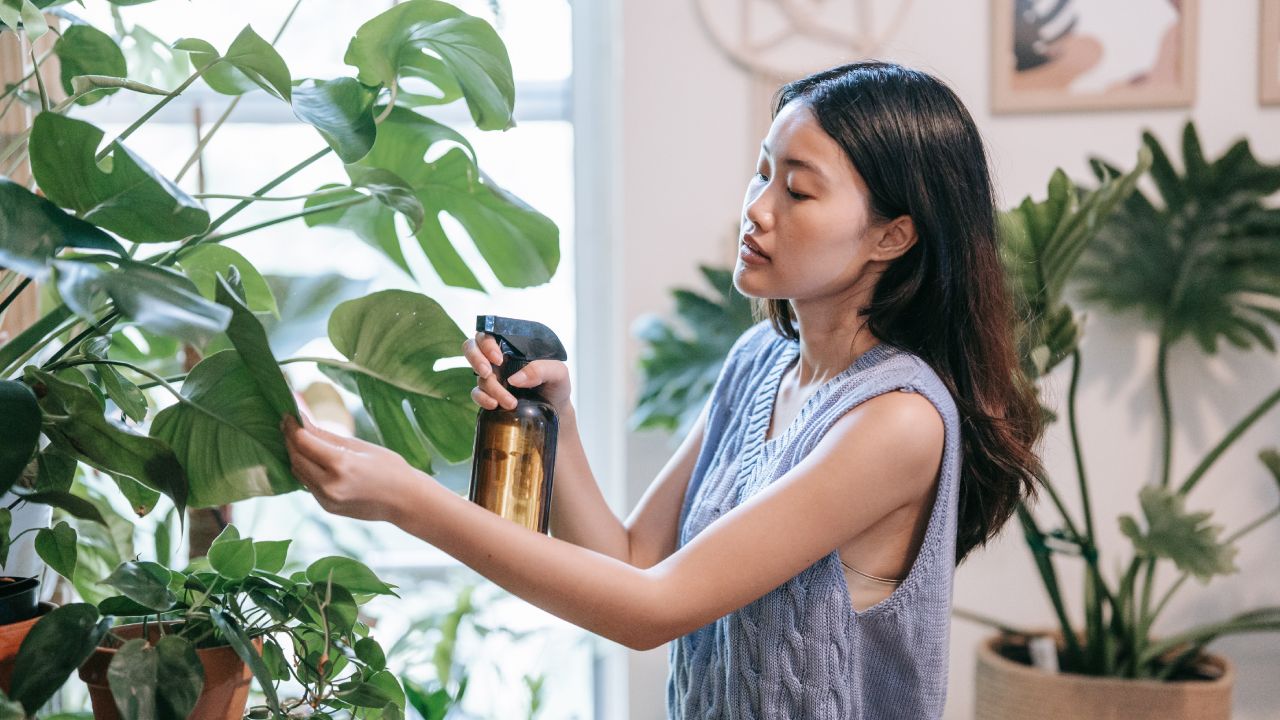 Repelente de plagas con ajo