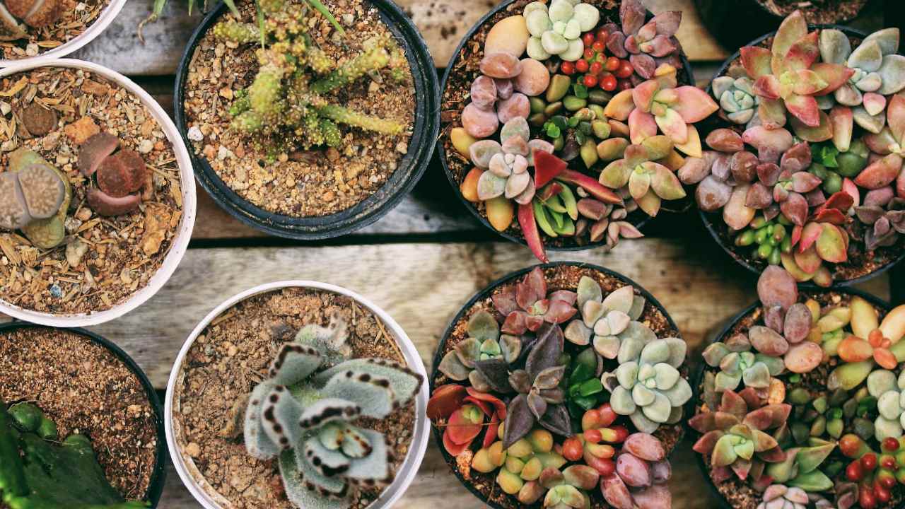 receta para hacer sustrato para cactus y suculentas