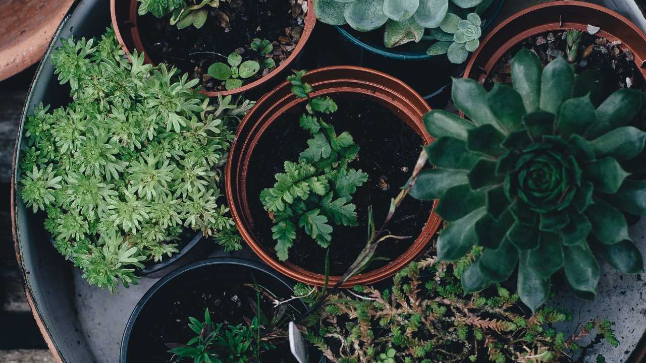 cómo hacer sustrato para cactus y suculentas fácilmente