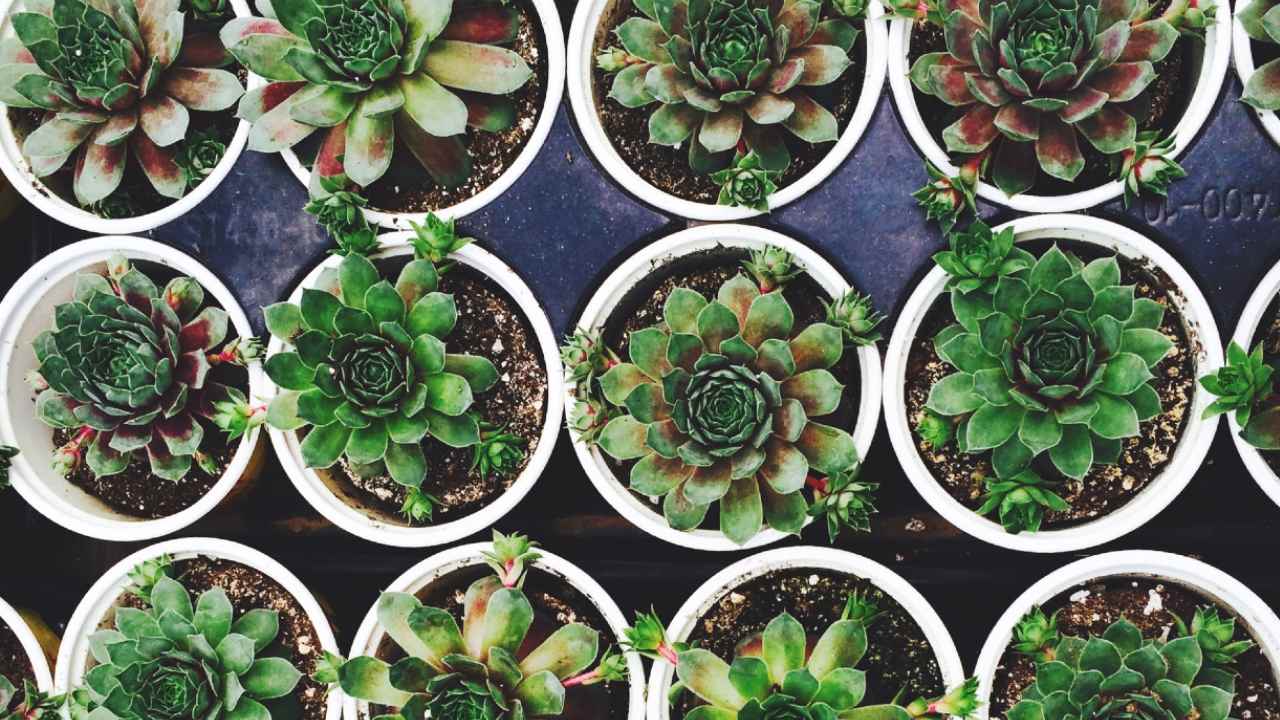 sustrato para cactus y suculentas facilmente cómo hacerlo