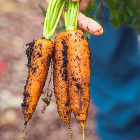 Cómo germinar zanahorias en casa