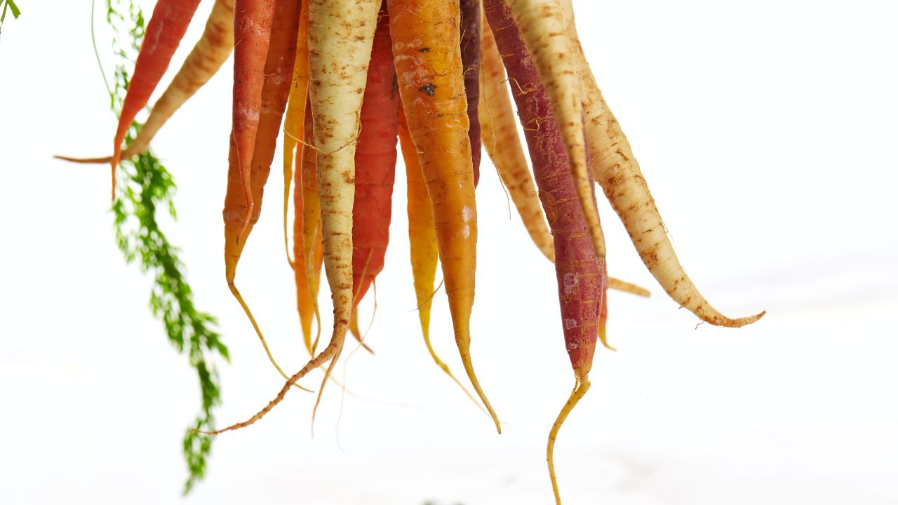 Cómo cultivar zanahorias con desperdicios