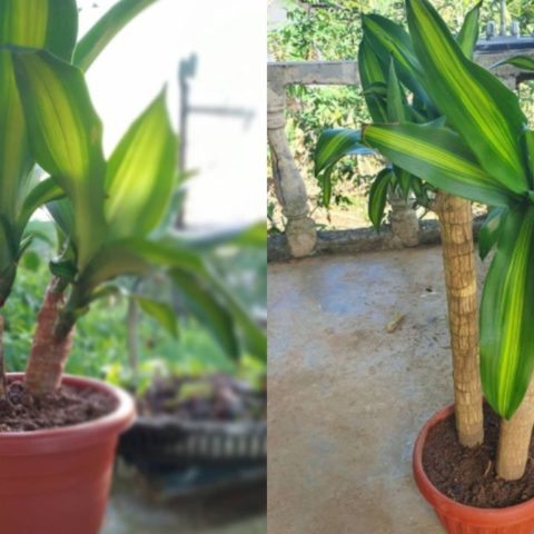 Usos del palo de Brasil en la medicina