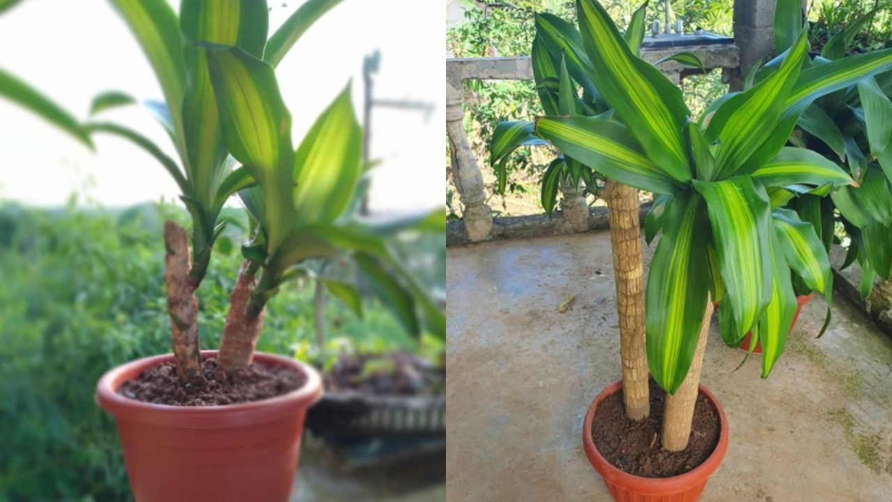 Usos del palo de Brasil en la medicina