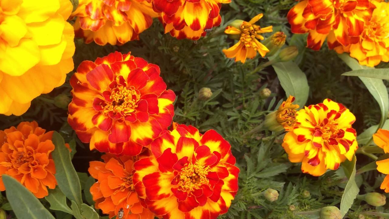 cómo cuidar el clemolito