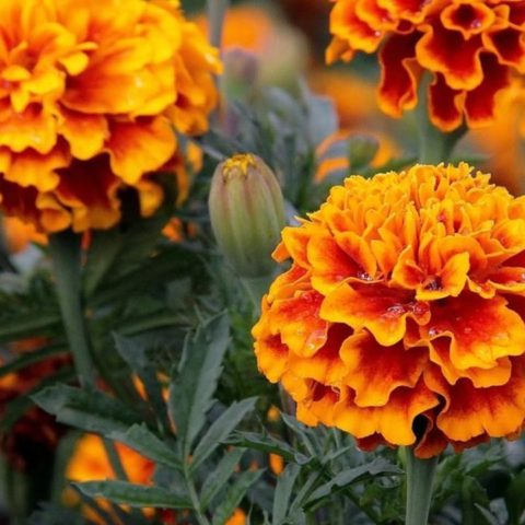 qué es el clemolito